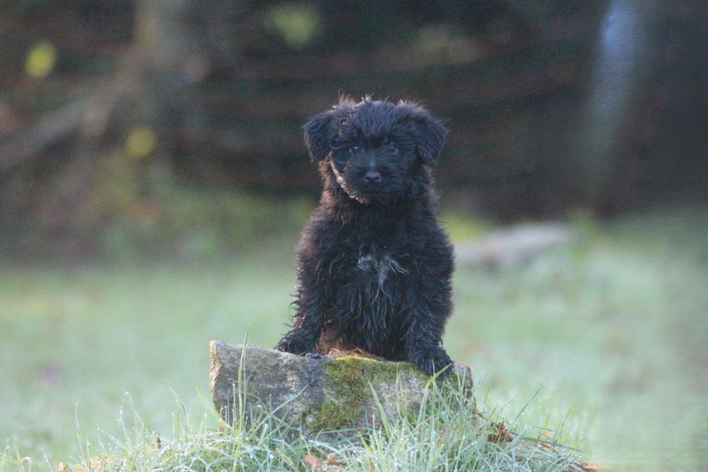 Du Rêve à La Réalité - Chiot disponible  - Berger des Pyrenees à poil long