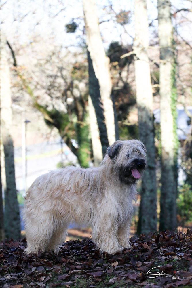 U'lys Du Rêve à La Réalité