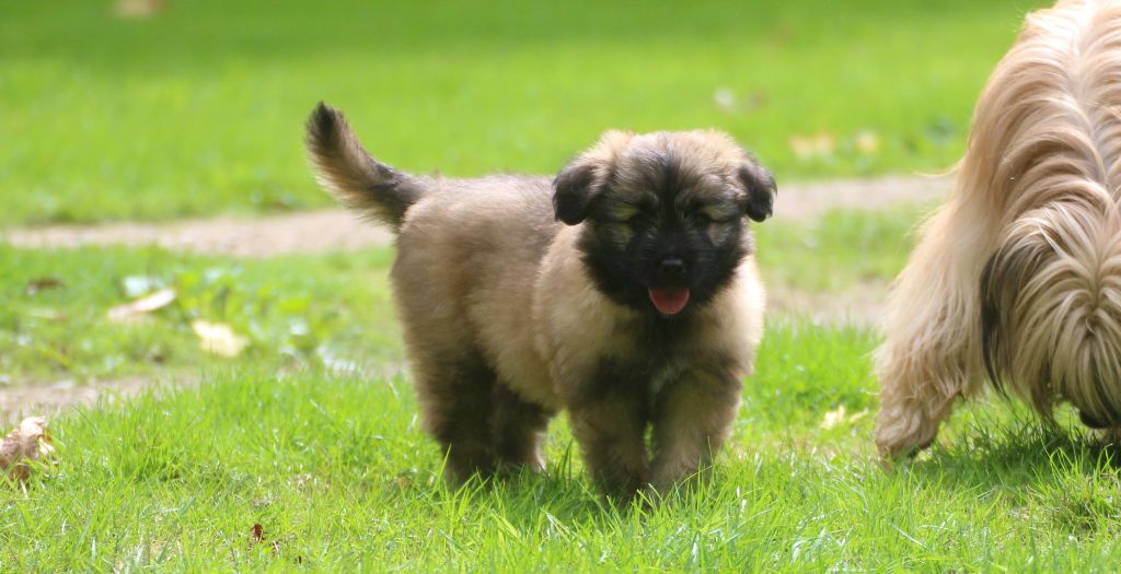 Anoye Du Rêve à La Réalité