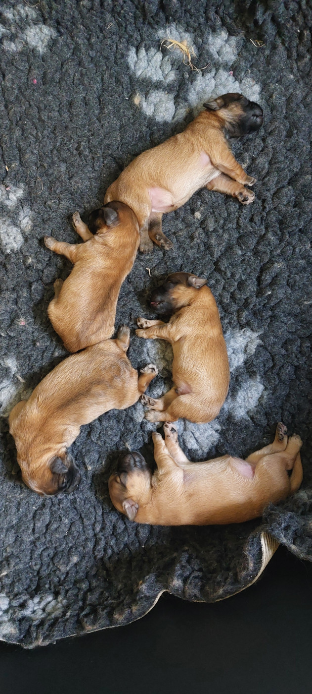 Chiot Berger des Pyrenees à poil long Du Rêve à La Réalité