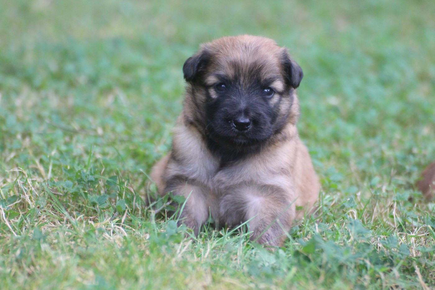 Du Rêve à La Réalité - Chiots disponibles - Berger des Pyrenees à poil long
