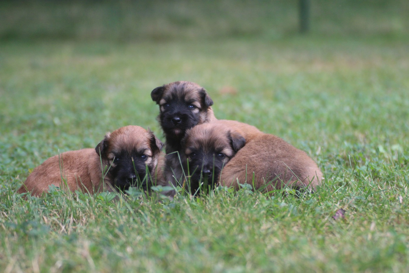 Chiot Berger des Pyrenees à poil long Du Rêve à La Réalité