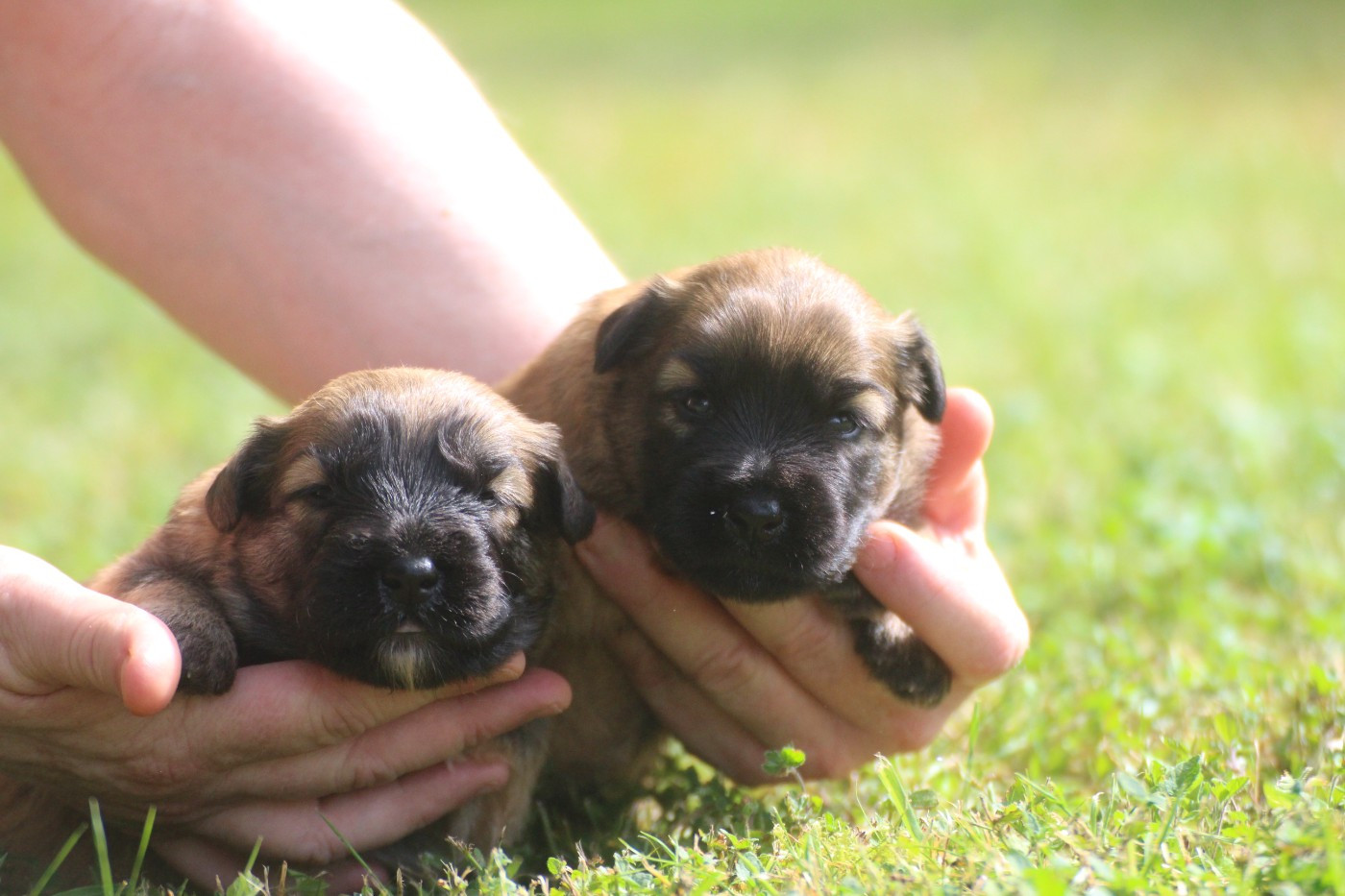 Du Rêve à La Réalité - Chiots disponibles - Berger des Pyrenees à poil long