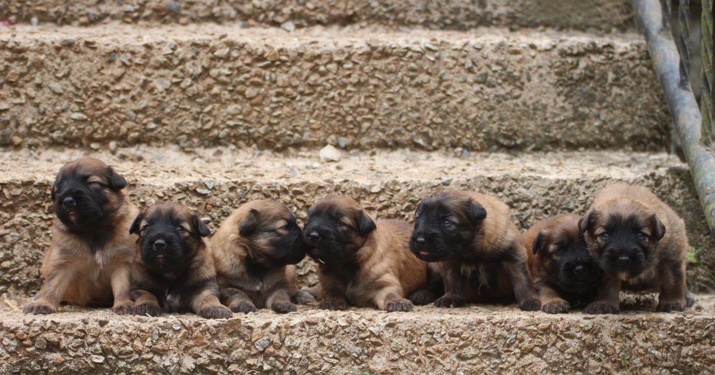 Chiot Berger des Pyrenees à poil long Du Rêve à La Réalité