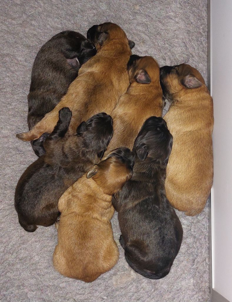 Chiot Berger des Pyrenees à poil long Du Rêve à La Réalité