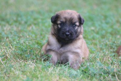 CHIOT 2