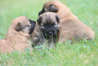 CHIOT 1