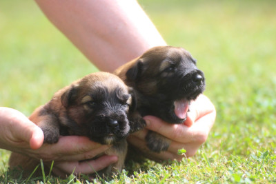Chiot queue longue