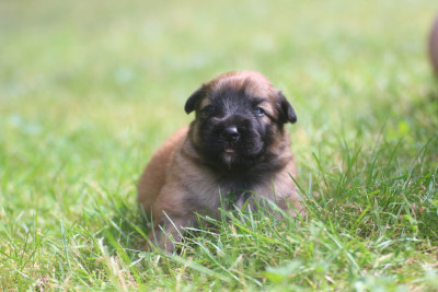 CHIOT 1
