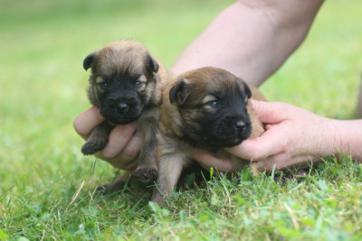 CHIOT 2