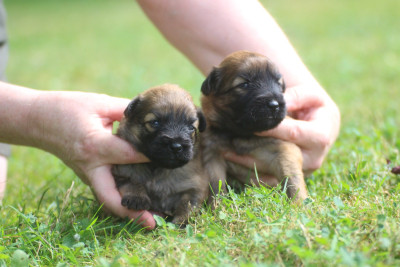 CHIOT 3