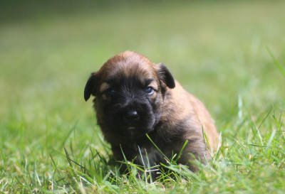 CHIOT 4