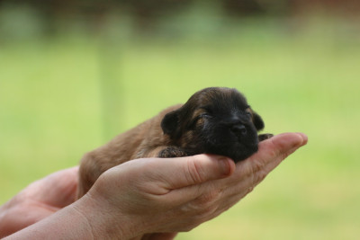 CHIOT 1