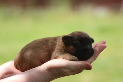 CHIOT 2