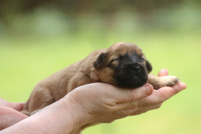 CHIOT 5