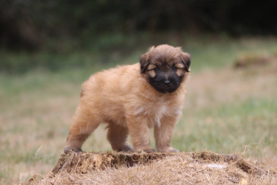 CHIOT 5