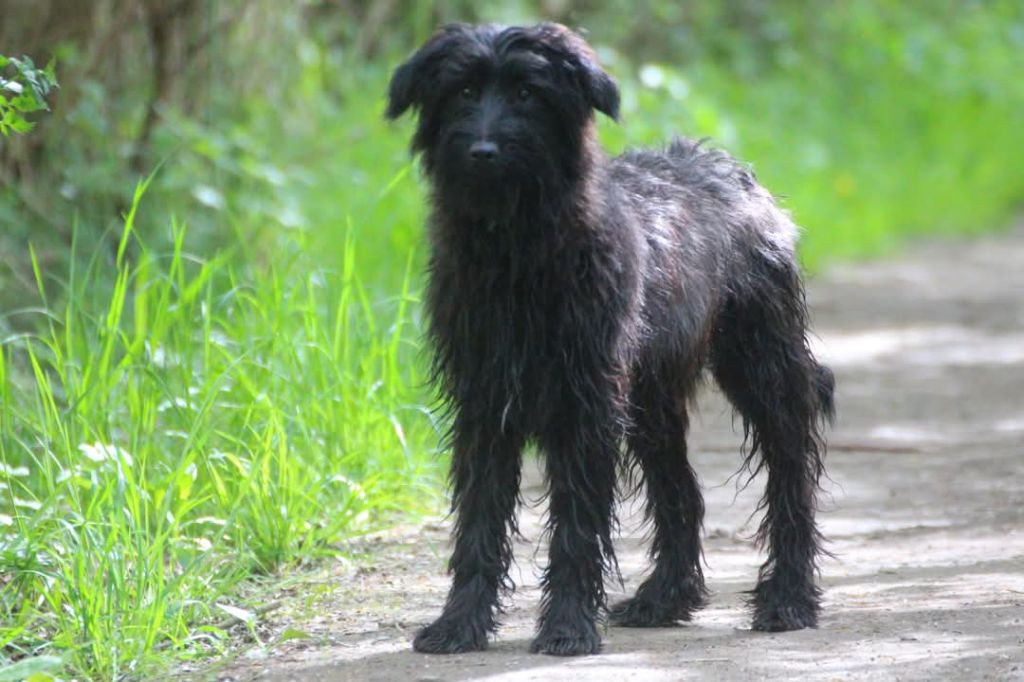Du Rêve à La Réalité - Chiots disponibles - Berger des Pyrenees à poil long